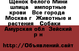 Щенок белого Мини шпица , импортные крови - Все города, Москва г. Животные и растения » Собаки   . Амурская обл.,Зейский р-н